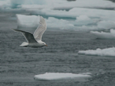 Glaucous Gull, at sea north of Svalbard