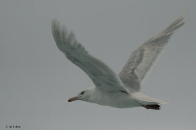 Glaucous Gull, at sea north of Svalbard