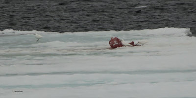 Ivory Gull, pack ice north of Svalbard