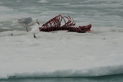 Ivory Gull and Glaucous Gull, pack ice north of Svalbard