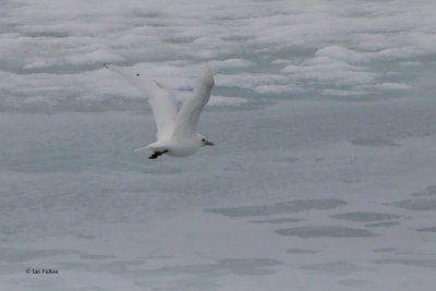 Ivory Gull, pack ice north of Svalbard