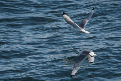 Kittiwake, at sea north of Svalbard