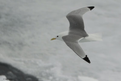 Kittiwake, at sea north of Svalbard