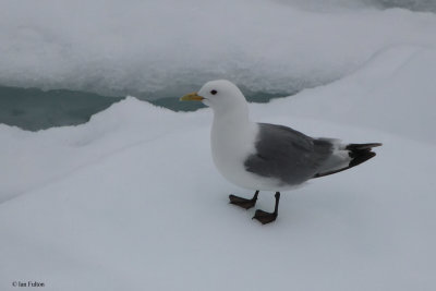 Kittiwake, at sea north of Svalbard