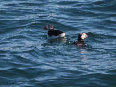 Puffin,Isfjorden, Svalbard