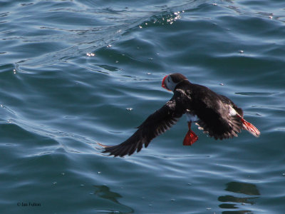 Puffin,Isfjorden, Svalbard