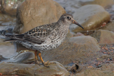 Purple Sandpiper, Longyearbyen, Svalbard