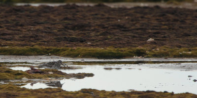 Purple Sandpiper, Poolepynten, Svalbard