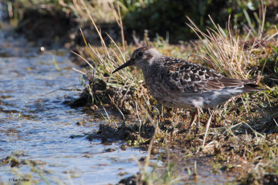 Purple Sandpiper, Longyearbyen, Svalbard