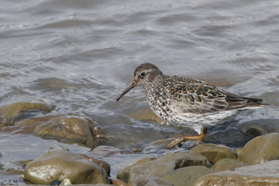 Purple Sandpiper, Longyearbyen, Svalbard