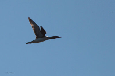 Red-throated Diver, Poolepynten, Svalbard