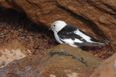 Snow Bunting, Longyearbyen, Svalbard