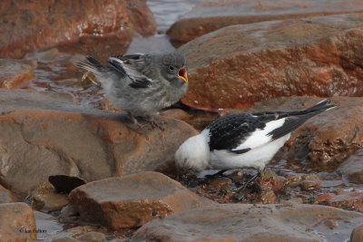 Snow Bunting, Longyearbyen, Svalbard