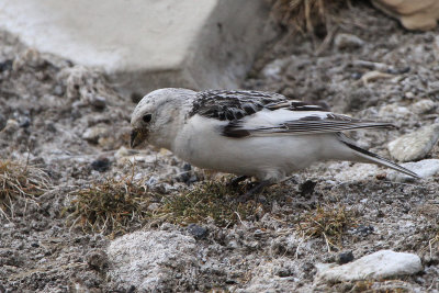 Snow Bunting, Longyearbyen, Svalbard