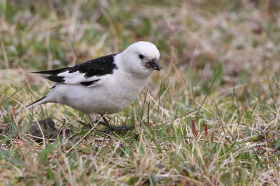 Snow Bunting, Longyearbyen, Svalbard