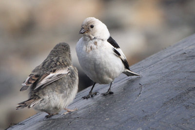 Snow Bunting, Longyearbyen, Svalbard