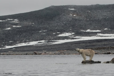 Polar Bear, Danskya, Svalbard