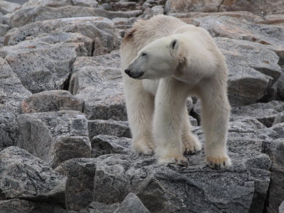 Polar Bear, Danskya, Svalbard