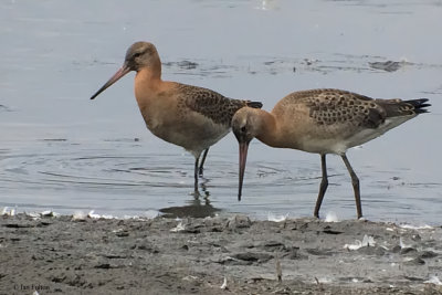 Black-tailed Godwit, RSPB Baron's Haugh, Clyde