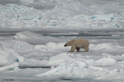 Polar Bear, pack ice north of Svalbard