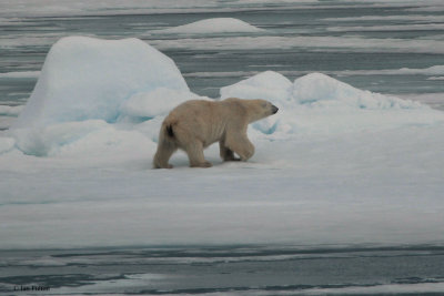 Polar Bear, pack ice north of Svalbard