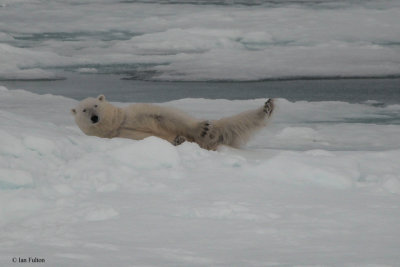 Polar Bear, pack ice north of Svalbard