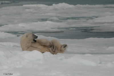 Polar Bear, pack ice north of Svalbard