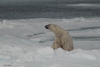 Polar Bear, pack ice north of Svalbard