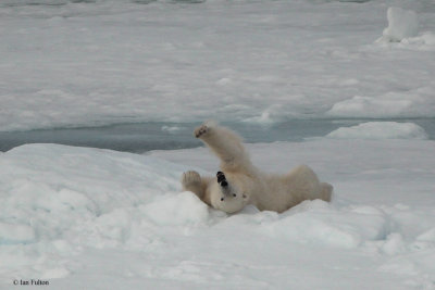 Polar Bear, pack ice north of Svalbard