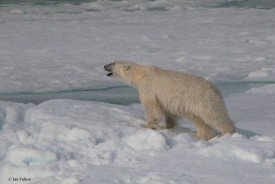 Polar Bear, pack ice north of Svalbard
