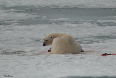 Polar Bear, pack ice north of Svalbard