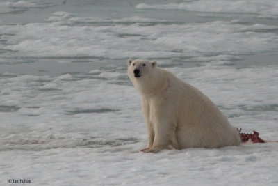 Polar Bear, pack ice north of Svalbard