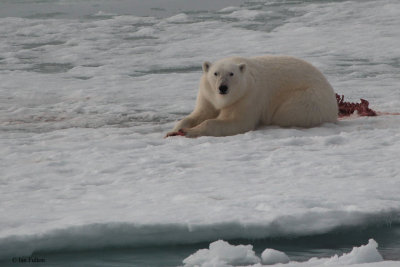 Polar Bear, pack ice north of Svalbard