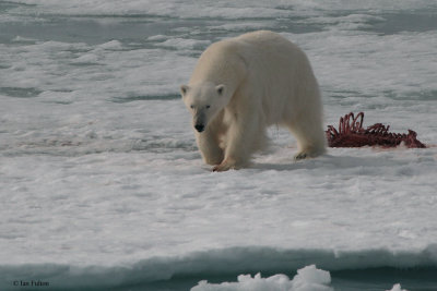 Polar Bear, pack ice north of Svalbard