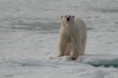 Polar Bear, pack ice north of Svalbard