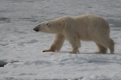 Polar Bear, pack ice north of Svalbard