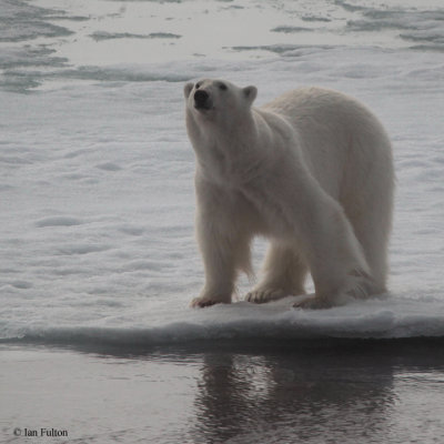 Polar Bear, pack ice north of Svalbard