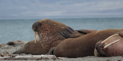 Walrus, Poolepynten, Svalbard