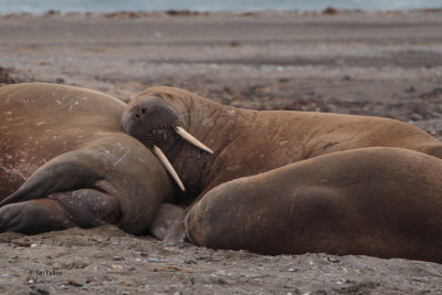 Walrus, Poolepynten, Svalbard