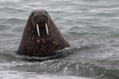 Walrus, Poolepynten, Svalbard