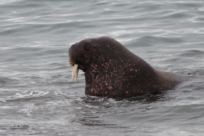 Walrus, Poolepynten, Svalbard