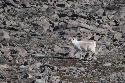 Reindeer, Raudfjorden, Svalbard
