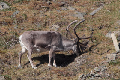 Reindeer, Longyearbyen, Svalbard