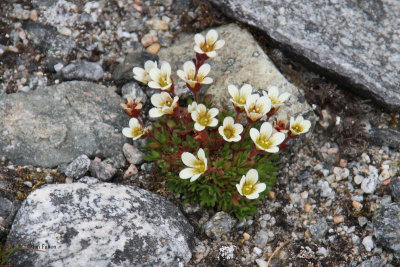 Yellow Saxifrage