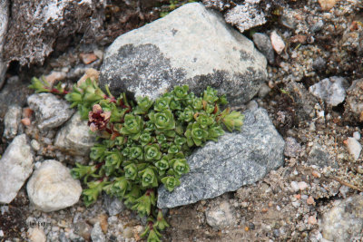 Yellow Saxifrage