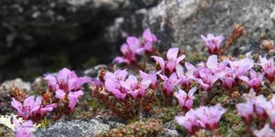 Purple Saxifrage