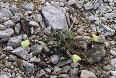 Svalbard Poppy