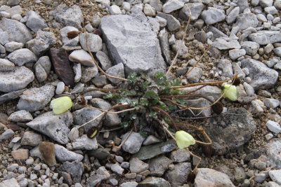 Svalbard Poppy