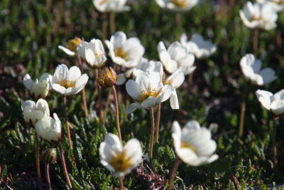 Svalbard Poppy