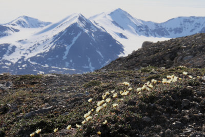 Svalbard Poppy